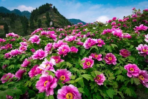 我在垫江等你——2020年3月25日第21届牡丹文化节正式开幕