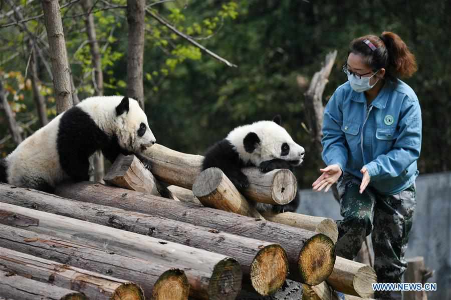 SHAANXI-XI'AN-GIANT PANDA-CUBS (CN)