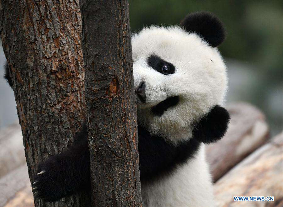 SHAANXI-XI'AN-GIANT PANDA-CUBS (CN)