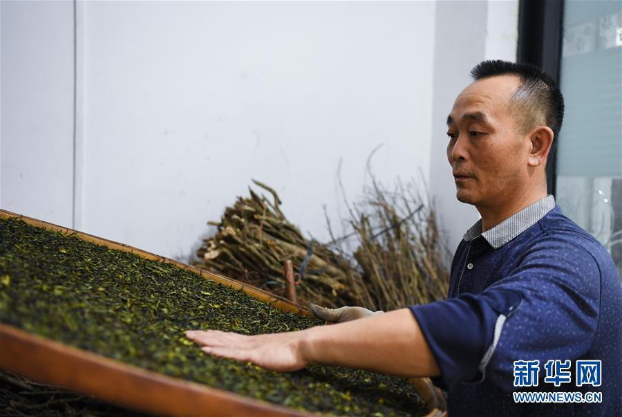 (社会)(5)广东潮州:凤凰春意暖 茶乡复工忙