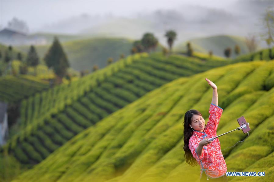 CHINA-HUBEI-TEA PLANTATION-LIVE STREAM (CN)