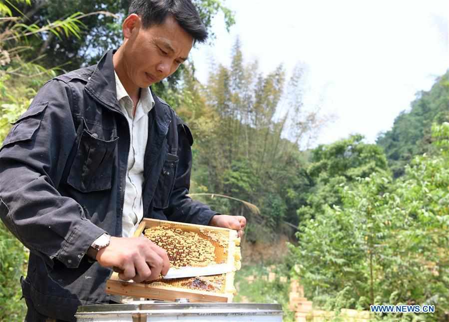 CHINA-GUANGXI-LEYE-BEEKEEPING-POVERTY ALLEVIATION (CN)