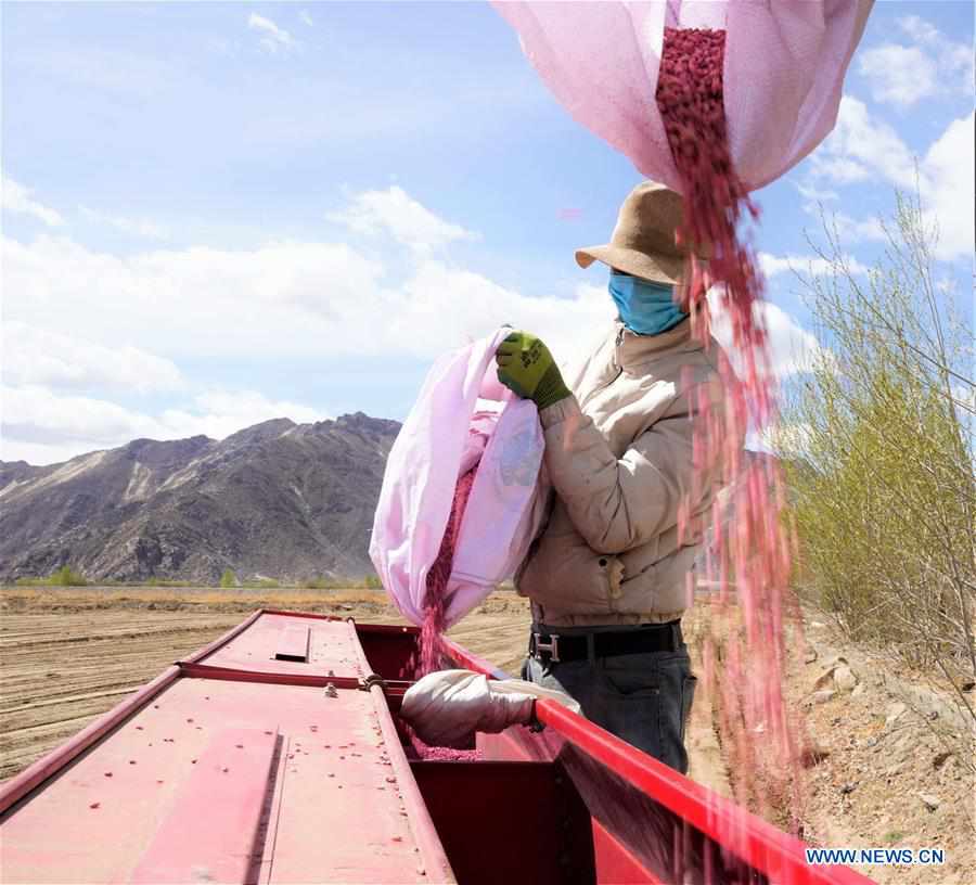 CHINA-TIBET-LHASA-SEEDING (CN)