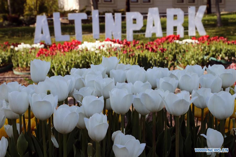 TURKEY-ANKARA-TULIPS