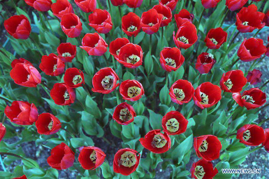 TURKEY-ANKARA-TULIPS