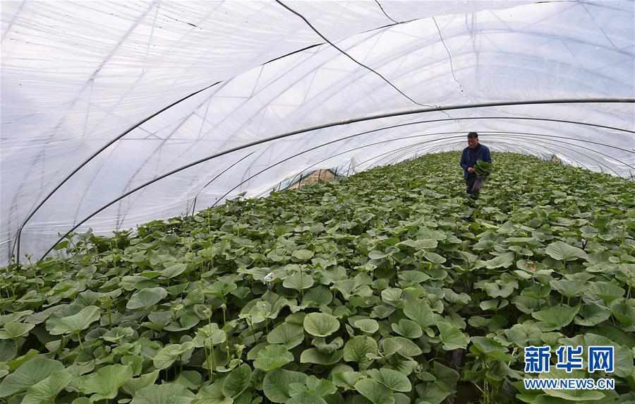 （經濟）（2）吉林安圖：山野菜經濟富農家