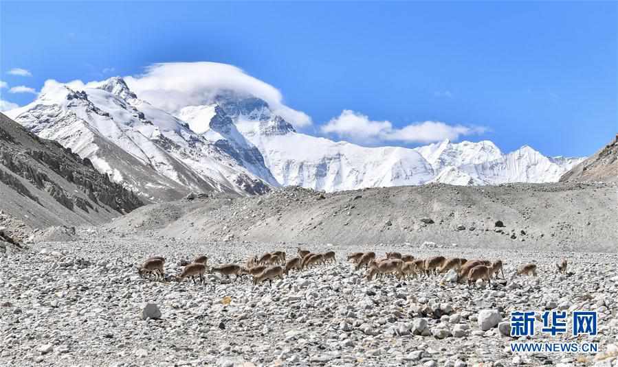 （2020珠峰高程測量）（1）珠峰附近的雪域精靈