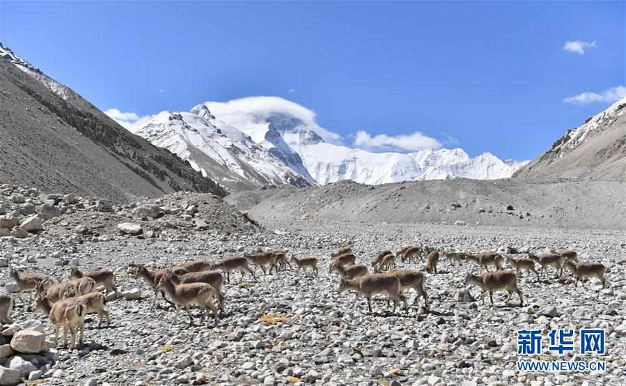 （2020珠峰高程測量）（5）珠峰附近的雪域精靈