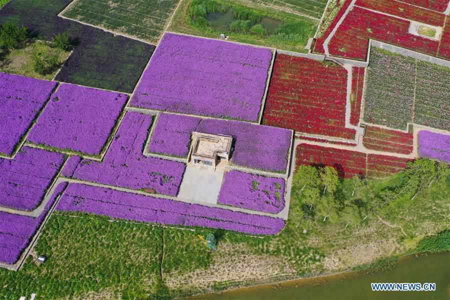 CHINA-JIANGSU-SUQIAN-FLOWER FIELDS (CN)