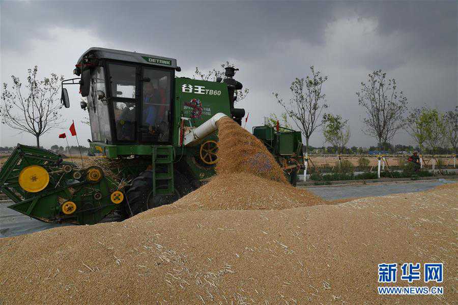 #（關注三夏）（8）全國大規模小麥跨區機收全面展開