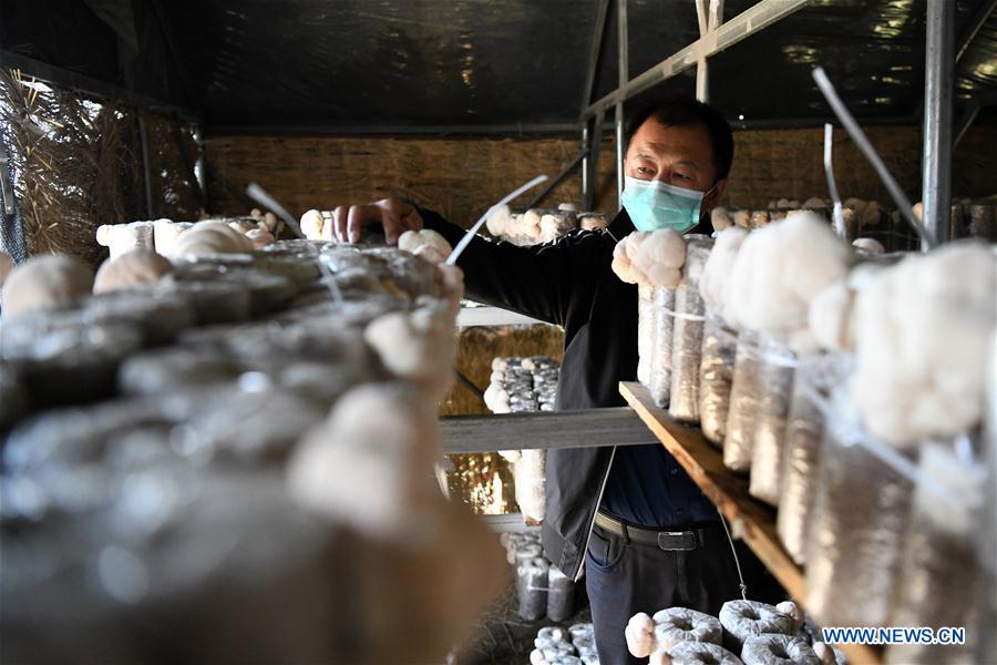 CHINA-HEILONGJIANG-HAILIN-MUSHROOM INDUSTRY (CN)