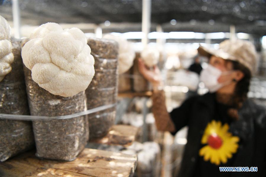 CHINA-HEILONGJIANG-HAILIN-MUSHROOM INDUSTRY (CN)