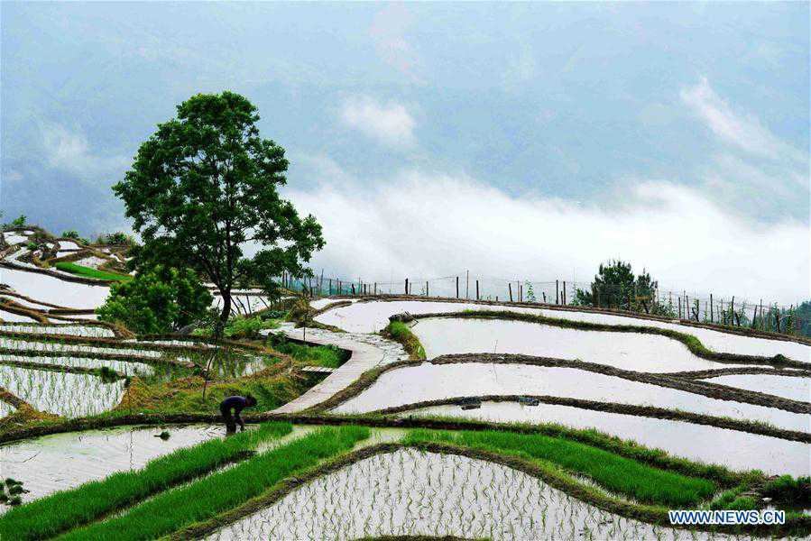 #CHINA-GUANGXI-LONGSHENG-TERRACED FIELD (CN)