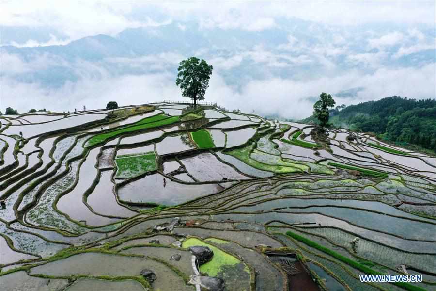 #CHINA-GUANGXI-LONGSHENG-TERRACED FIELD (CN)