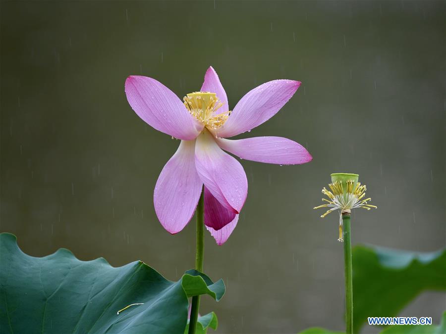 CHINA-FUJIAN-FUZHOU-LOTUS (CN)