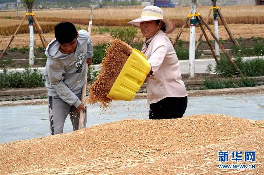 （新华全媒头条·图文互动）（10）庚子之丰——2020年河南夏粮丰登图景