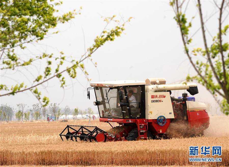 （新华全媒头条·图文互动）（8）庚子之丰——2020年河南夏粮丰登图景