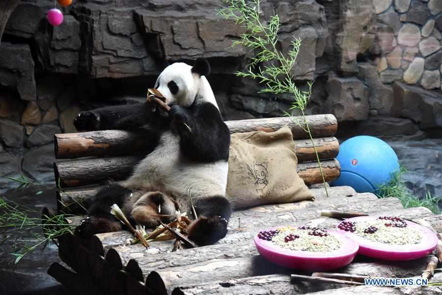 CHINA-SHANDONG-JINAN-GIANT PANDA-SUMMER (CN)