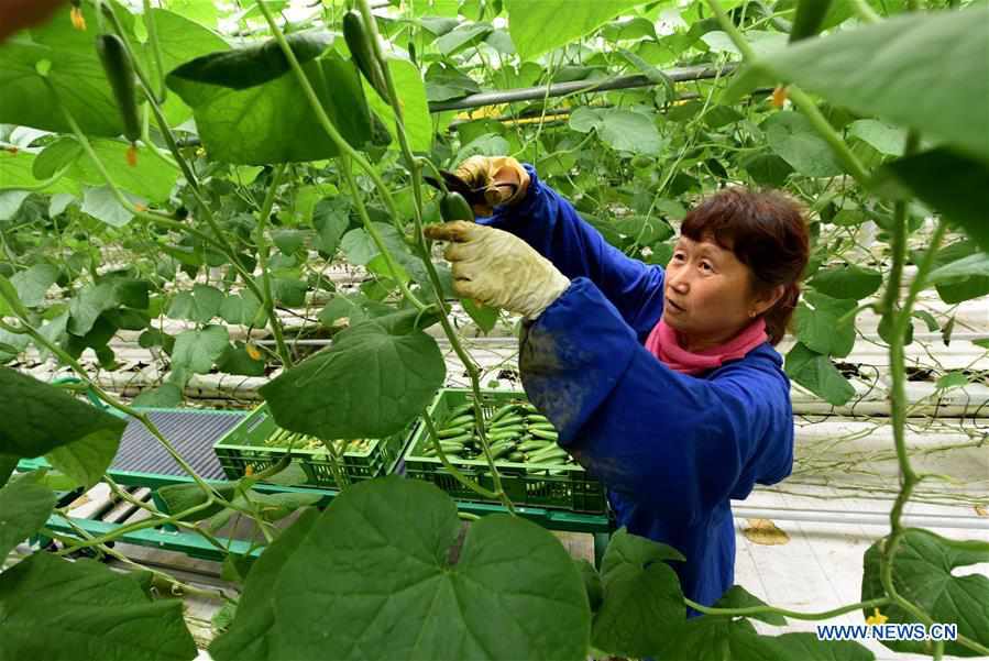 CHINA-HEBEI-BEIJING-VEGETABLES-SUPPLY (CN)