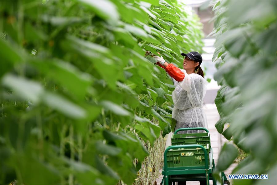 CHINA-HEBEI-BEIJING-VEGETABLES-SUPPLY (CN)