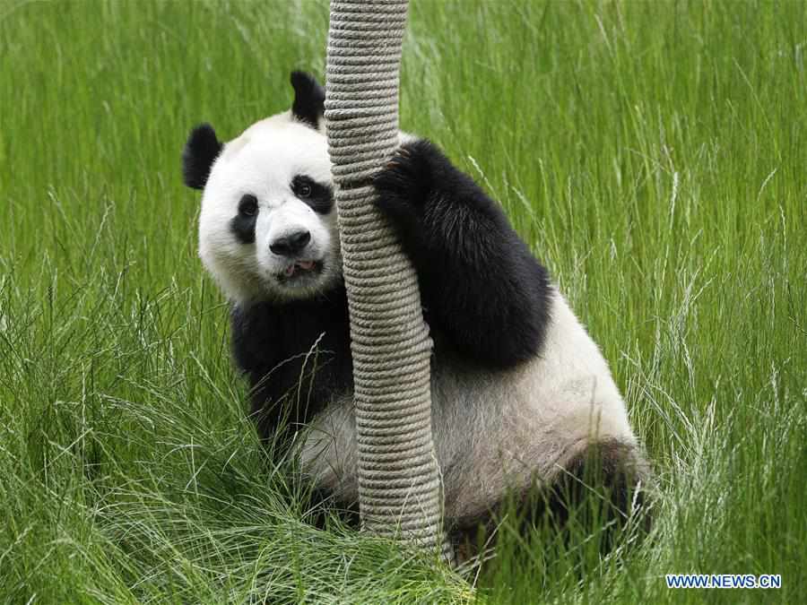 CHINA-SICHUAN-JIUZHAIGOU-GIANT PANDAS (CN)
