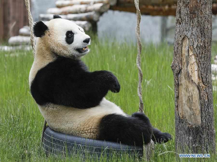 CHINA-SICHUAN-JIUZHAIGOU-GIANT PANDAS (CN)