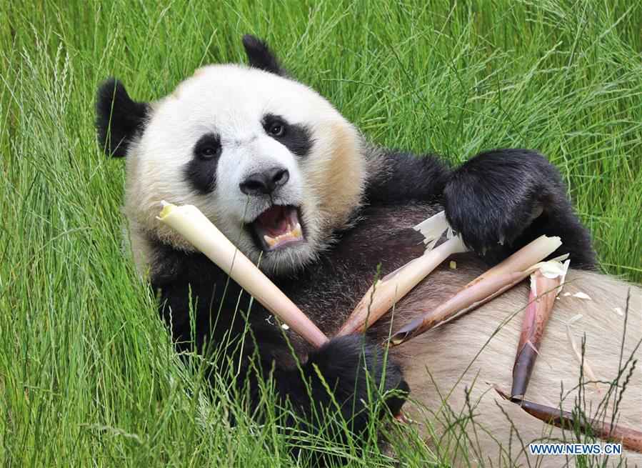 CHINA-SICHUAN-JIUZHAIGOU-GIANT PANDAS (CN)