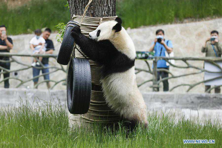 CHINA-SICHUAN-JIUZHAIGOU-GIANT PANDAS (CN)