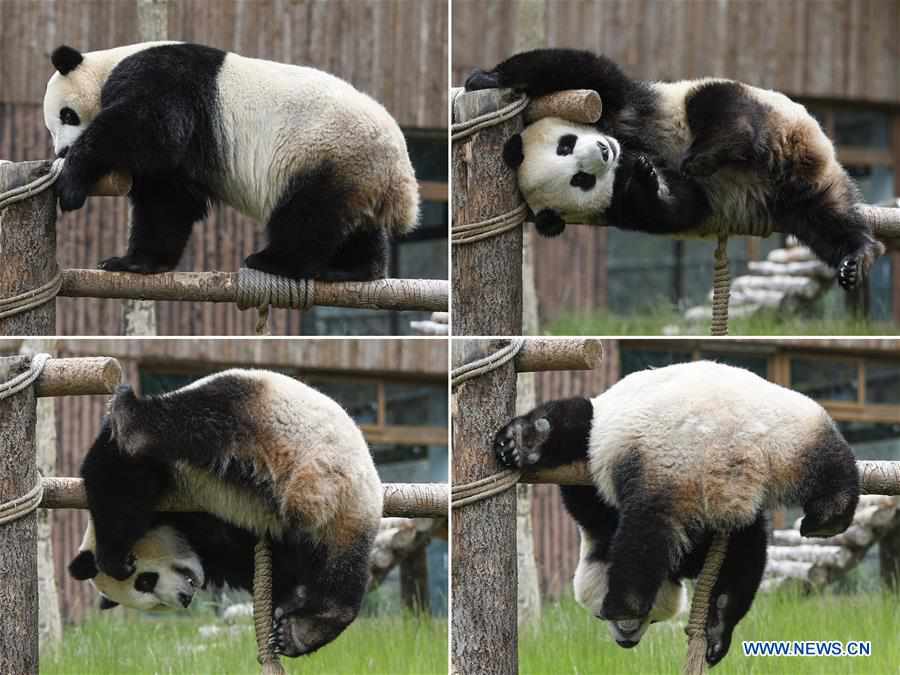 CHINA-SICHUAN-JIUZHAIGOU-GIANT PANDAS (CN)