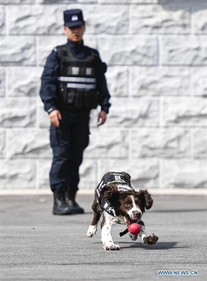 CHINA-JILIN-BAISHAN-BORDER-SNIFFER DOG (CN)