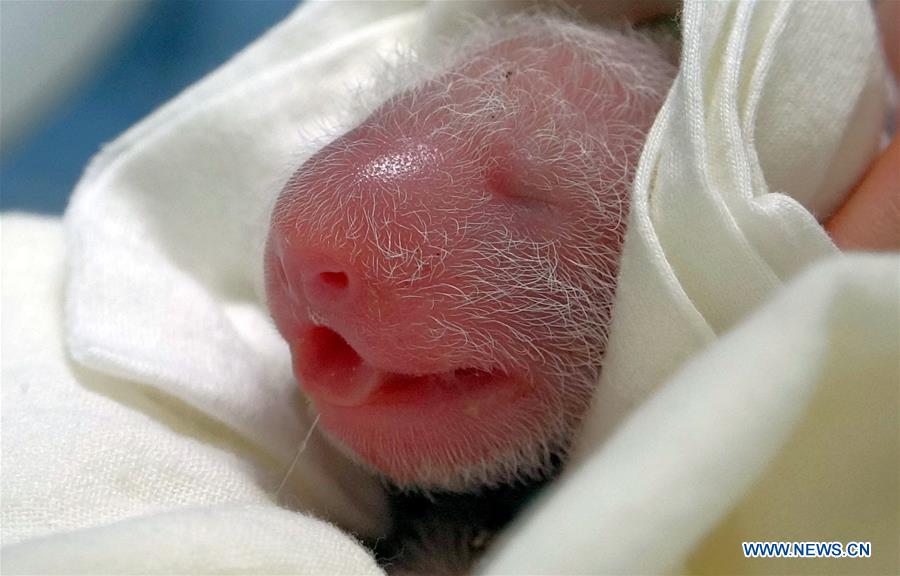 CHINA-TAIPEI-GIANT PANDA-CUB(CN)