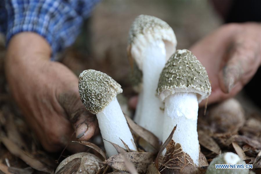 #CHINA-GUIZHOU-BAMBOO FUNGUS (CN)