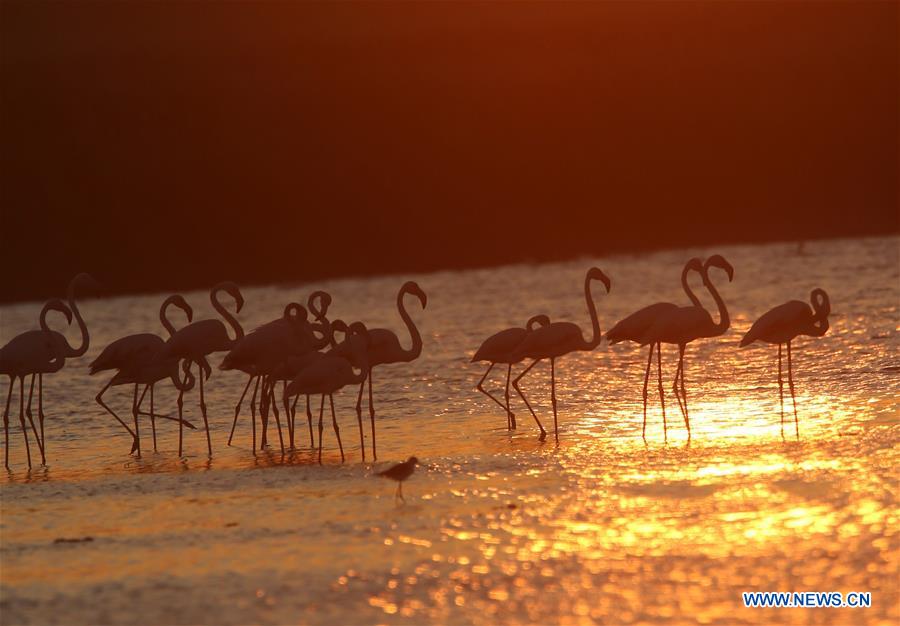 TURKEY-ANKARA-LAKE MOGAN-FLAMINGOES