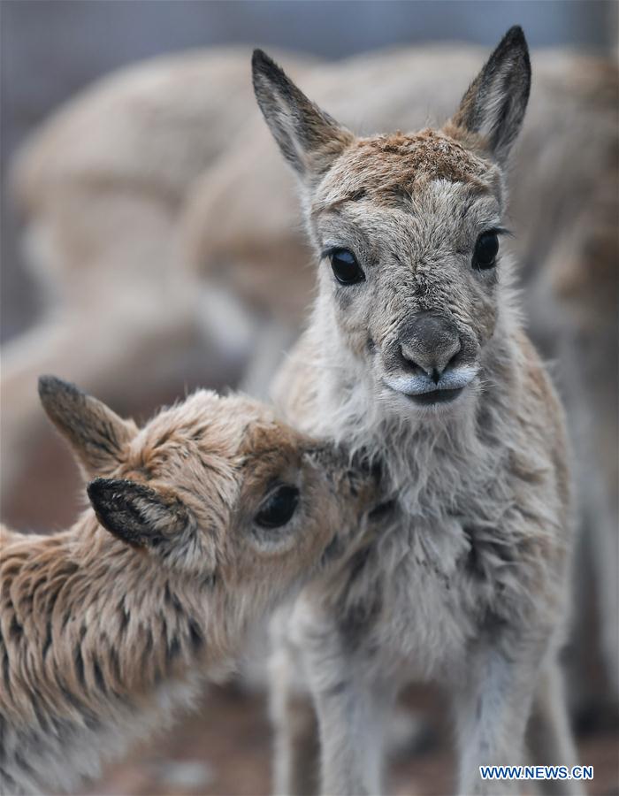 CHINA-QINGHAI-HOL XIL-TIBETAN ANTELOPE-RESCUE (CN)