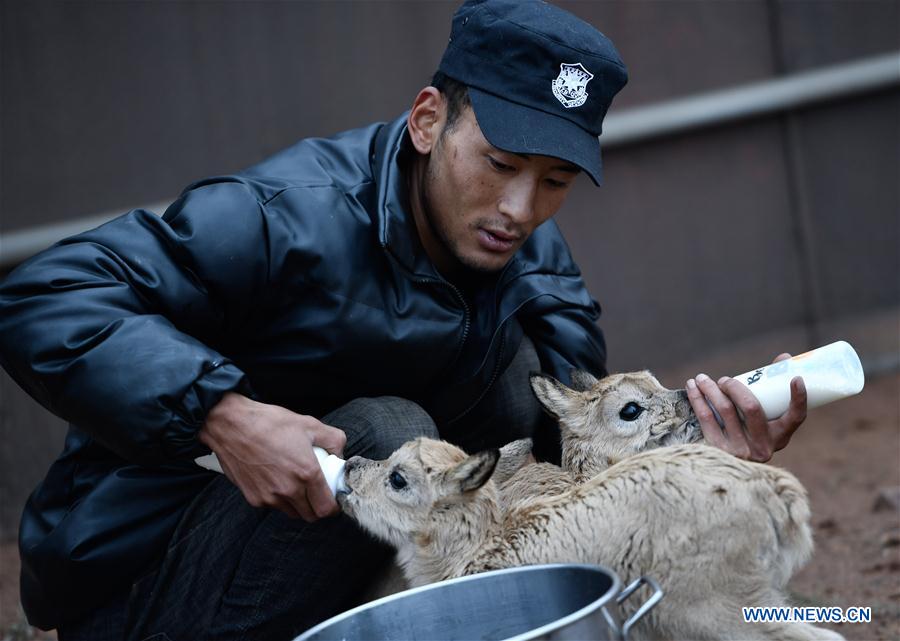 CHINA-QINGHAI-HOL XIL-TIBETAN ANTELOPE-RESCUE (CN)