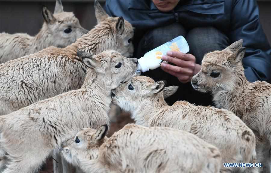 CHINA-QINGHAI-HOL XIL-TIBETAN ANTELOPE-RESCUE (CN)