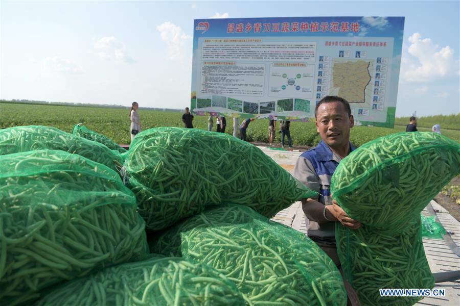 CHINA-HEILONGJIANG-KEDONG COUNTY-POVERTY ALLEVIATION (CN)