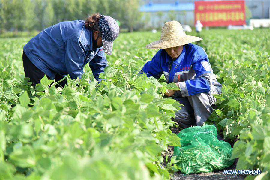 CHINA-HEILONGJIANG-KEDONG COUNTY-POVERTY ALLEVIATION (CN)