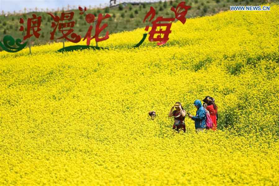 CHINA-QINGHAI-COLE FLOWER-VIEW (CN)