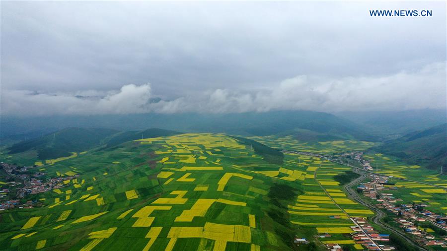 CHINA-QINGHAI-COLE FLOWER-VIEW (CN)