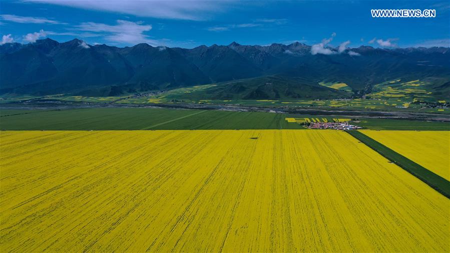 CHINA-QINGHAI-COLE FLOWER-VIEW (CN)