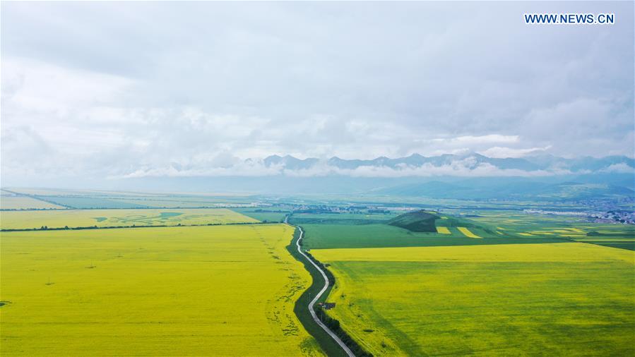 CHINA-QINGHAI-COLE FLOWER-VIEW (CN)