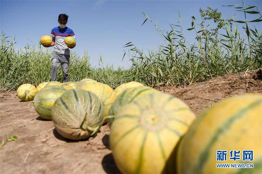 （經濟）（2）新疆輪台：“老漢瓜”迎來豐收季