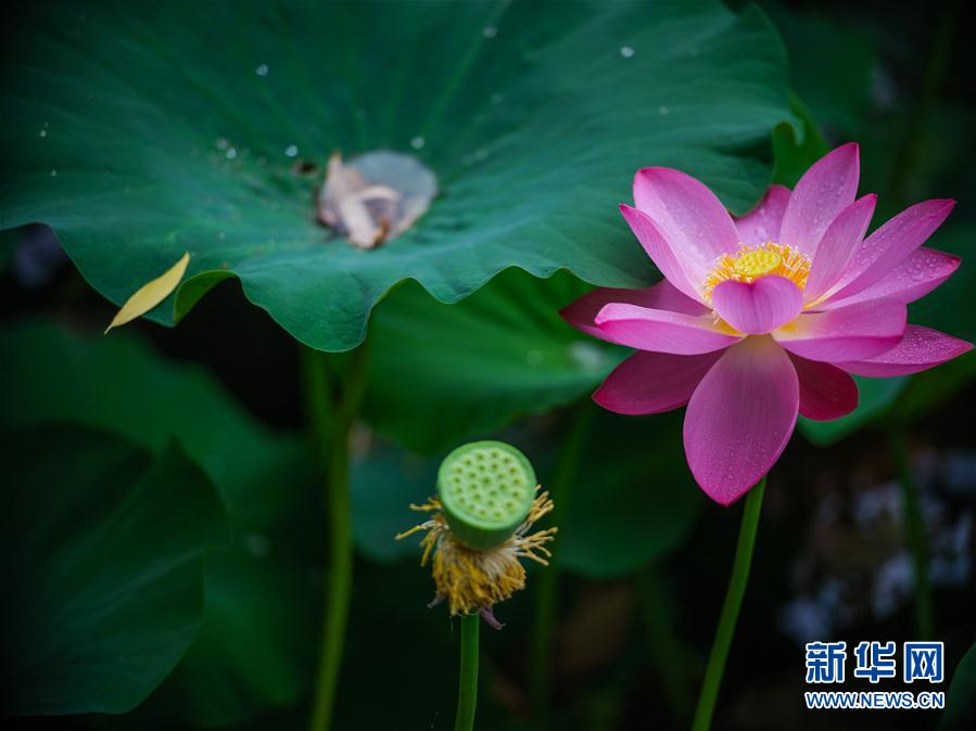 （新華視界）（7）雨中荷韻