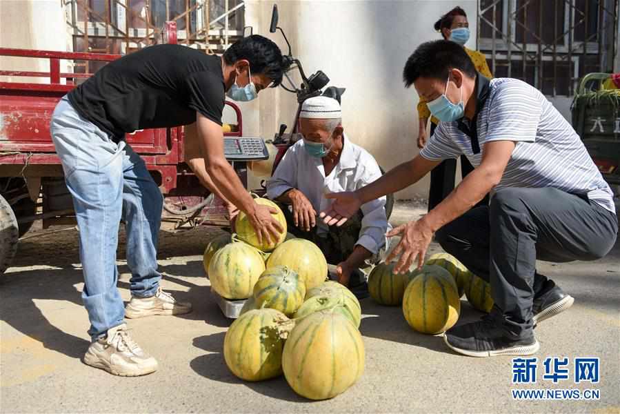 （經濟）（5）新疆輪台：“老漢瓜”迎來豐收季