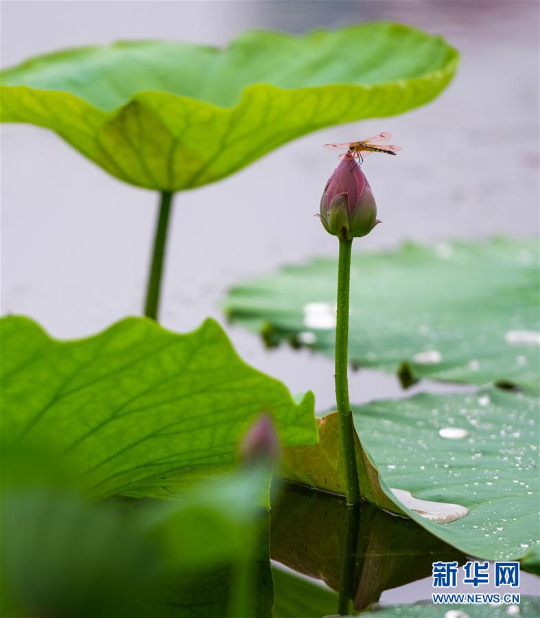 （新華視界）（6）雨中荷韻