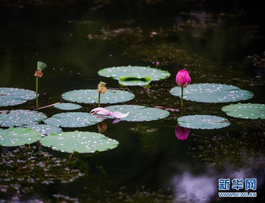 （新華視界）（2）雨中荷韻