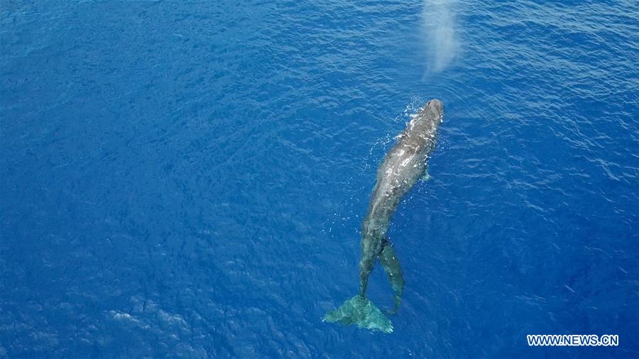 SOUTH CHINA SEA-SPERM WHALE-SPOTTED(CN)