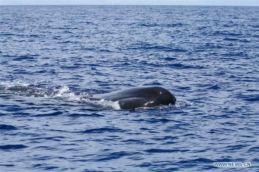 SOUTH CHINA SEA-SPERM WHALE-SPOTTED(CN)