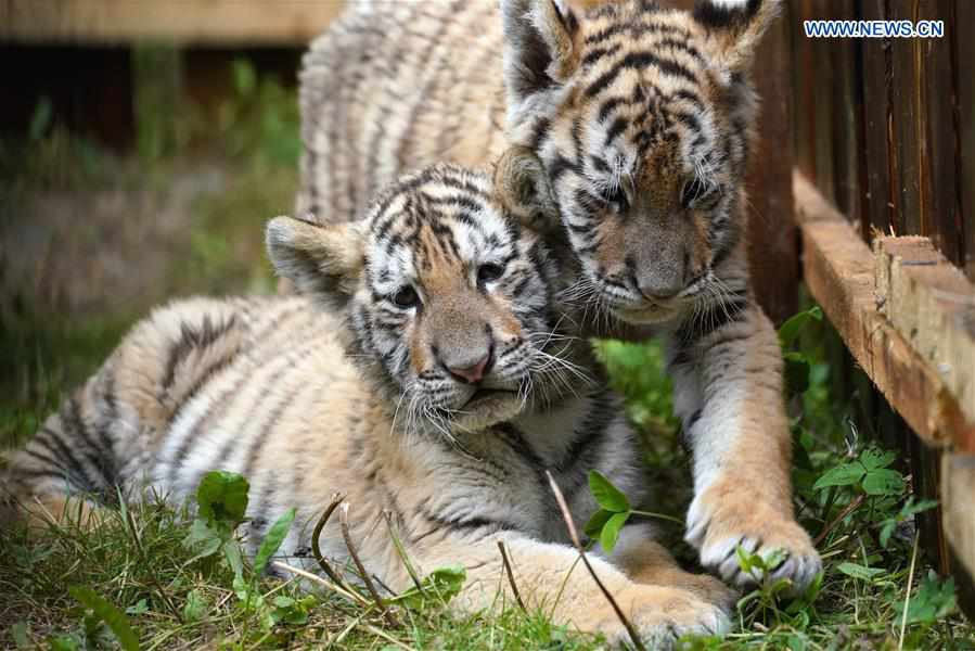 CHINA-HEILONGJIANG-HAILIN-SIBERIAN TIGER CUBS (CN)